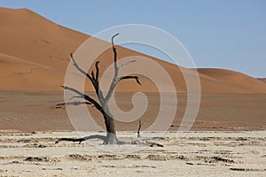 Deadvlei in Namibia, Sossusvlei pan