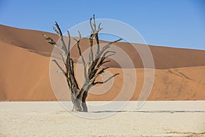 Deadvlei in Namibia, Sossusvlei pan