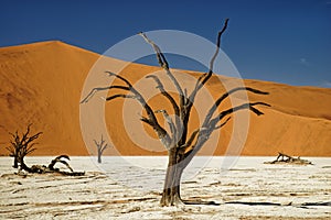 Deadvlei Namibia surreal landscape of dead trees