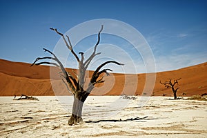 Deadvlei Namibia surreal landscape of dead trees