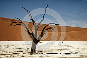 Deadvlei Namibia surreal landscape of dead trees
