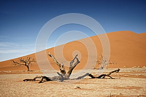 Deadvlei Namibia surreal landscape of dead trees