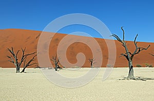 Deadvlei in Naukluft Park in de Namib Desert in Namibia photo