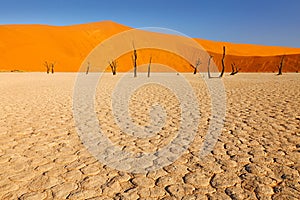 Deadvlei, orange dune with old acacia tree. African landscape from Sossusvlei, Namib desert, Namibia, Southern Africa. Red sand,