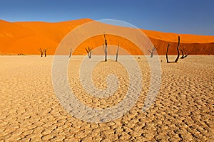 Deadvlei, orange dune with old acacia tree. African landscape from Sossusvlei, Namib desert, Namibia, Southern Africa. Red sand,