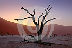 Deadvlei, orange dune with old acacia tree. African landscape from Sossusvlei, Namib desert, Namibia, Southern Africa. Red sand,