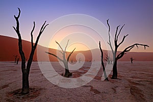 Deadvlei, orange dune with old acacia tree. African landscape from Sossusvlei, Namib desert, Namibia, Southern Africa. Red sand,