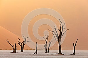 Deadvlei, orange dune with old acacia tree. African landscape from Sossusvlei, Namib desert, Namibia, Southern Africa. Red sand,