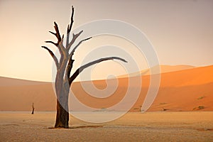 Deadvlei, orange dune with old acacia tree. African landscape from Sossusvlei, Namib desert, Namibia, Southern Africa. Red sand,