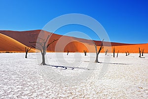 Deadvlei, Sossusvlei. Namibia