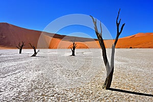 Deadvlei, Sossusvlei. Namibia