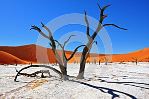 Deadvlei, Sossusvlei. Namibia