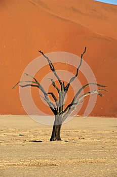 Deadvlei tree