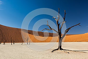 Deadvlei Tree photo