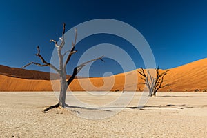 Deadvlei Tree