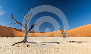 Deadvlei Tree