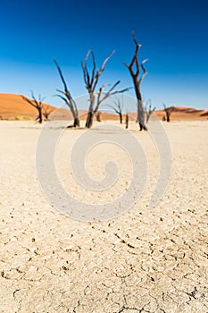 Deadvlei Tree