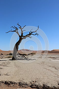 Deadvlei tree