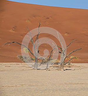 Deadvlei Trees