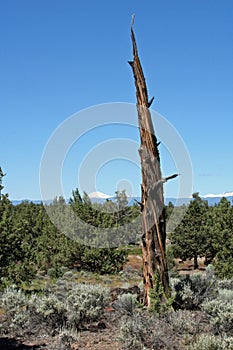 Deadwood in the Badlands