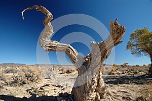 Deadwood in the blue sky