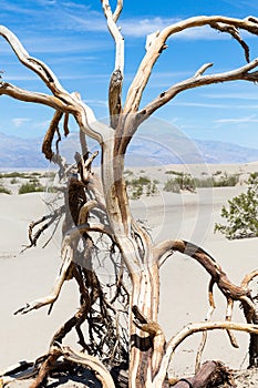 Deadwood in Death Valley National Park, California, Nevada, USA