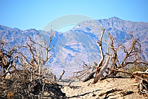 Deadwood and desert photo