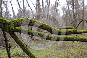 Deadwood forest