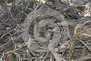 Deadwood in the forest caused by fungus