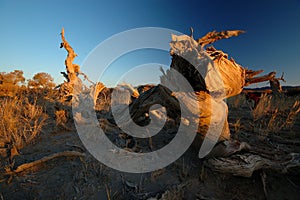 Deadwood in the morning