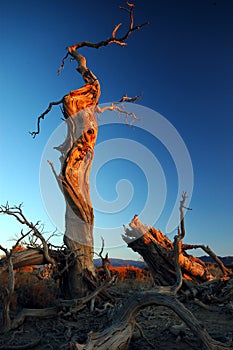 Deadwood in the morning