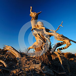 Deadwood in the morning