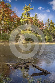 Deadwood in a Summer Pond