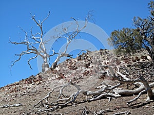 Deadwood Tree Landscape photo