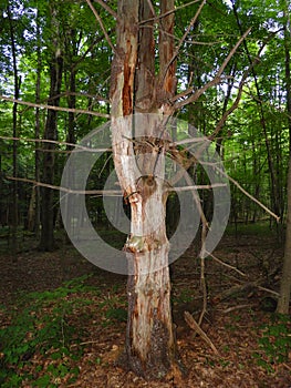 Deadwood tree standing in FingerLakes forest