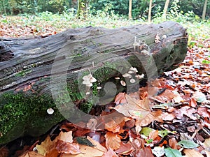 Deadwood treetrunk mushroom fungi fallentree autumn woods photo