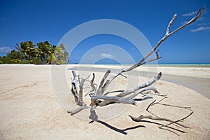 Deadwood on white sand beach and palm tree
