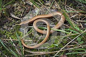 The deaf adder or slowworm or blindworm (Angius fragilis