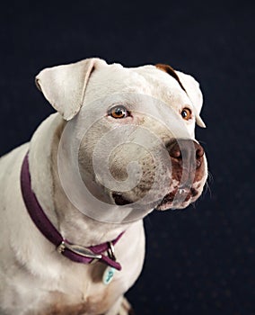 Deaf and blind white Pitbull smiling in a portrait head shot