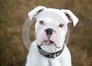A deaf white Boxer dog looking up