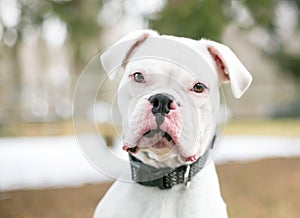 A deaf white Boxer dog outdoors