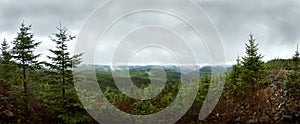 Deap forest Panorama - Reforestation photo