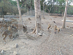 dear on the cage in national park in jangle seen photo