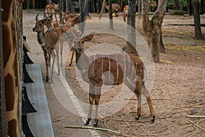 Dear in Chiangmai night safari