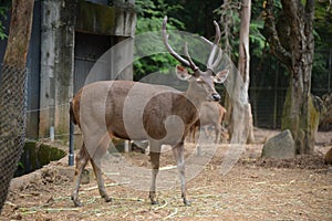 Dear in Chiangmai night safari