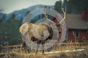 Dear in estes park colorado photo