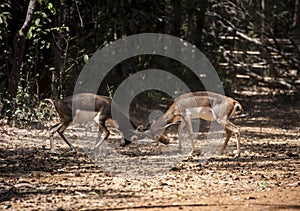 Dear fighting in dry forest.