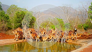 Dear Gopinatham India