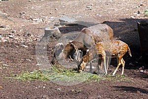 Dears in indian National Park