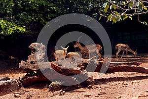 Dears in National Deer Park, Indida